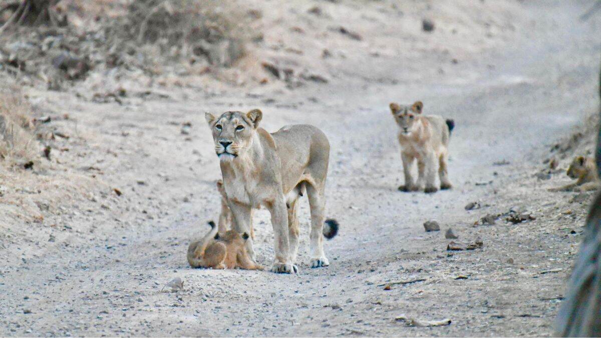 India's Asiatic Lion Population Rises: भारतातील आशियाई सिंहांची संख्या वाढली बरं का! देशात सध्या जंगलच्या राजांची संख्या किती?