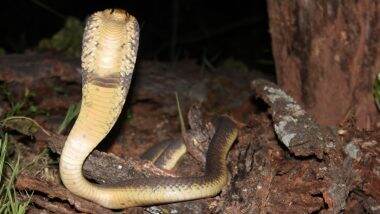 King Cobra Viral Video: धोकादायक किंग कोब्राशी लहान मुलाची मैत्री, किंग कोब्रासोबत खेळण्यासारखे खेळताना दिसला लहान मुलगा