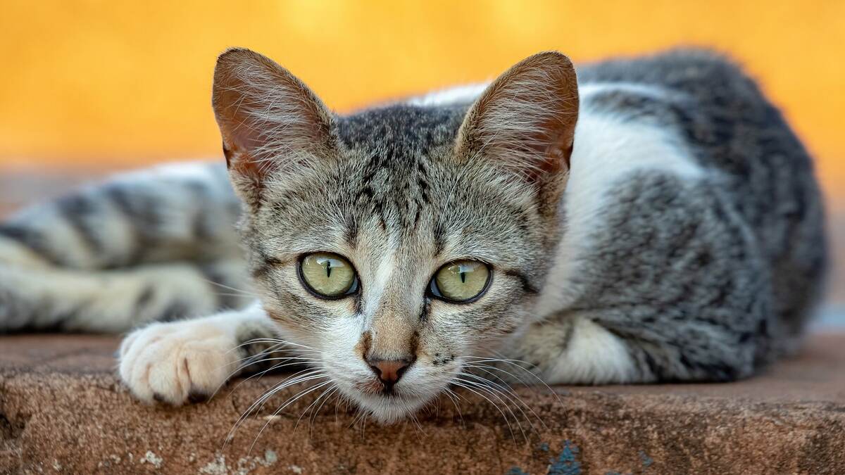 Hungry Man Eats Raw Cat Meat: केरळमध्ये भुकेलेल्या विद्यार्थ्याने खाल्ले मृत मांजरीचे कच्चे मांस, पोलिसांनी 'अशी' केली मदत; काय आहे नेमक प्रकरण? वाचा