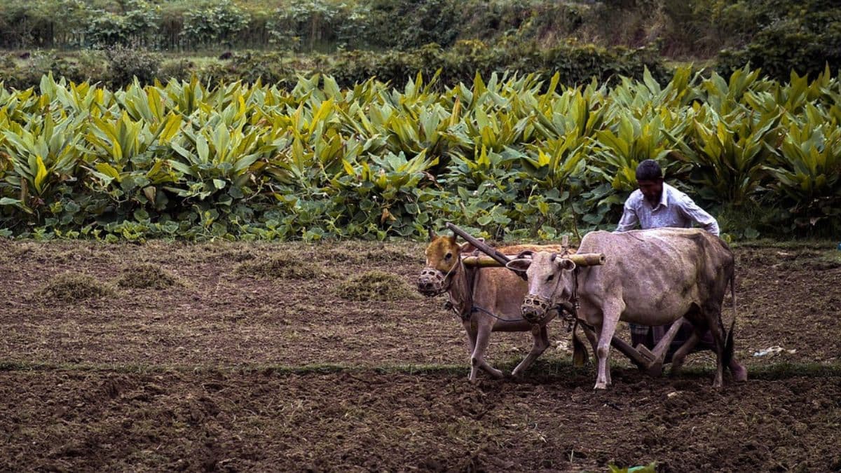 Maharashtra Farmers: आत्महत्याग्रस्त शेतकऱ्यांच्या वारसांना शासनाकडून मदतीचा हात; 20 कोटींचा निधी उपलब्ध